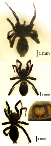 Réf. 184 384 : Drassyllus praeficus